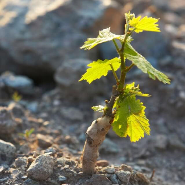 Plant vigne